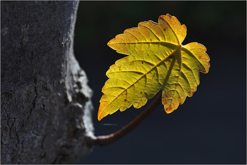 Herbst-Leuchten