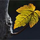 Herbst-Leuchten