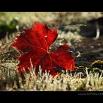 Herbst Leuchten