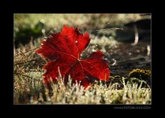 Herbst Leuchten