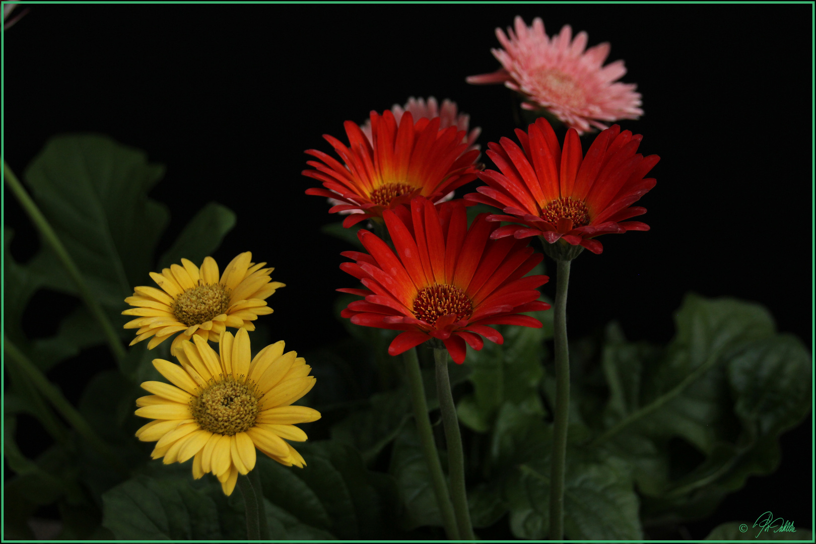 "Herbst-Leuchten"    Mittwochsblümchen 02.10.2019