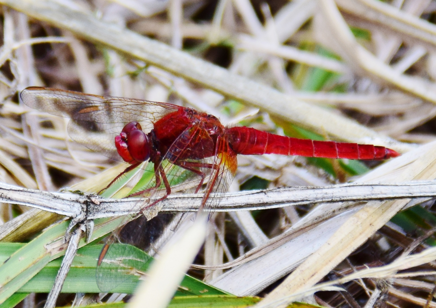 HERBST - Libelle