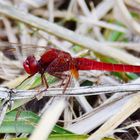 HERBST - Libelle