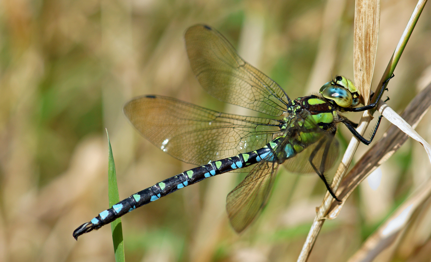 Herbst Libelle