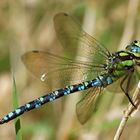 Herbst Libelle