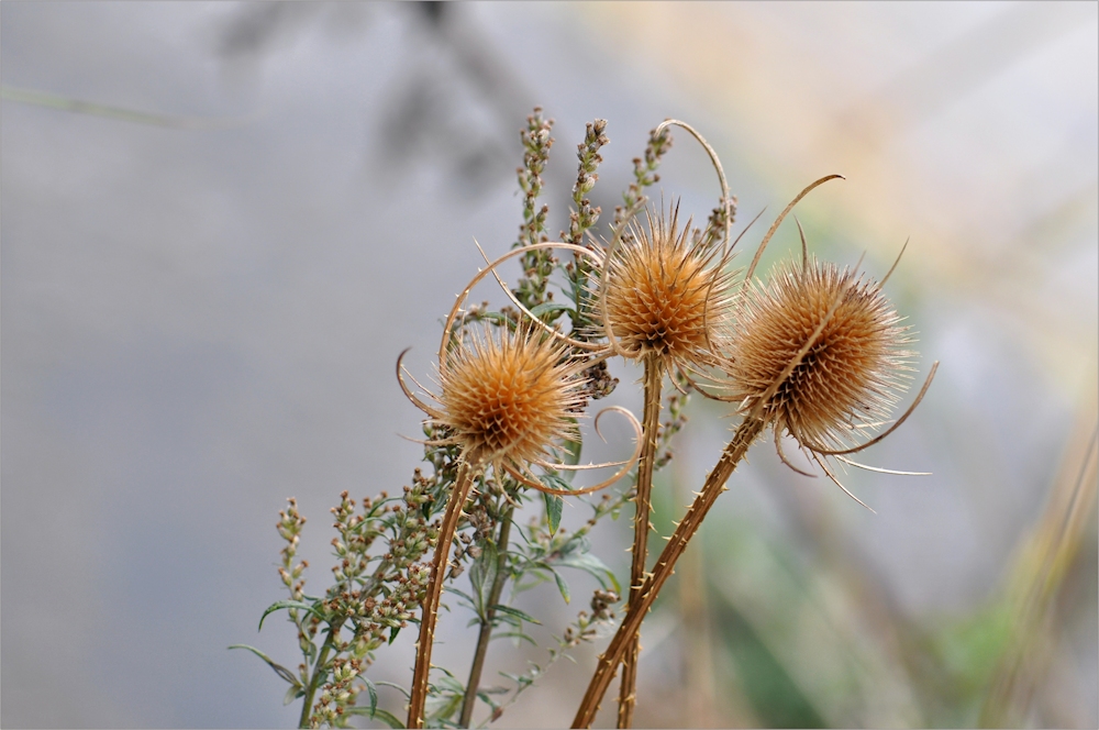 HERBST lich