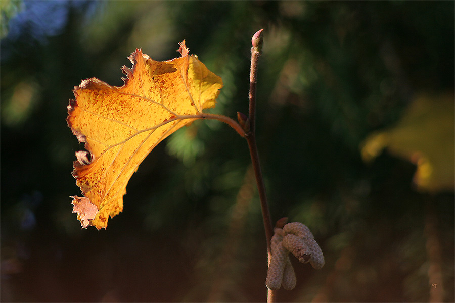 Herbst-lich(t)