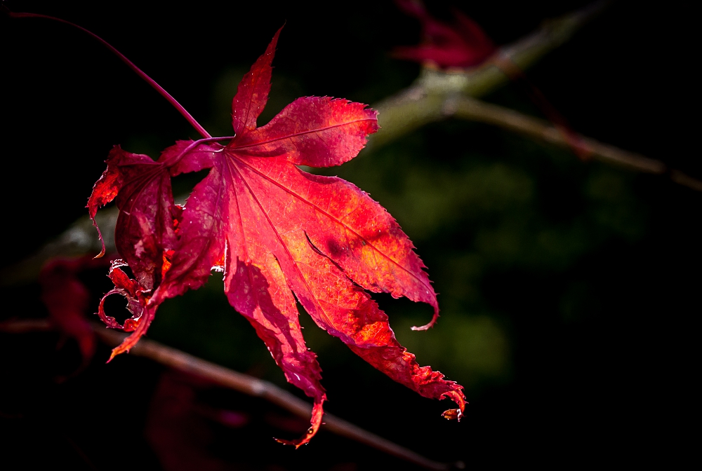 Herbst-lich(t)