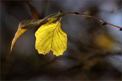 Herbst-Licht...