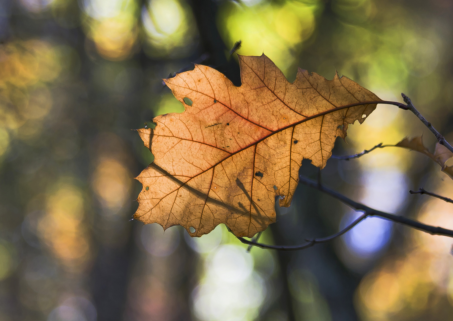 herbst-licht.....