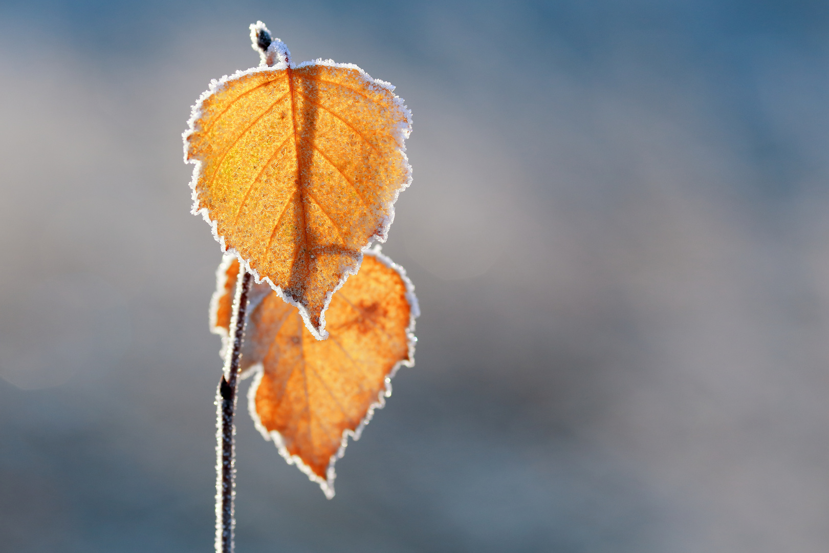 Herbst Licht