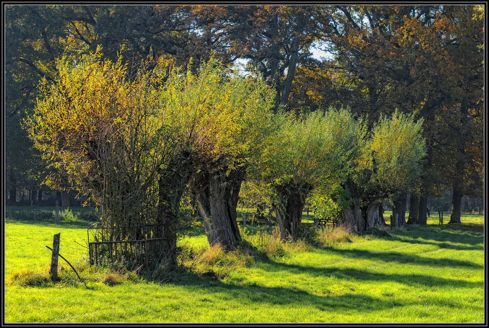 Herbst-Licht