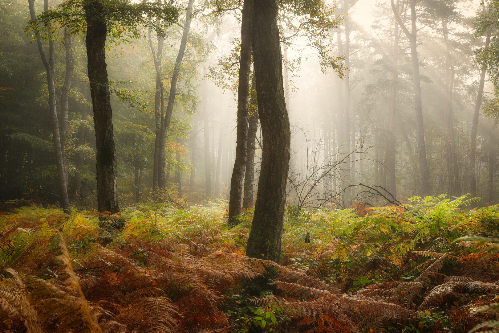 Herbst-Licht