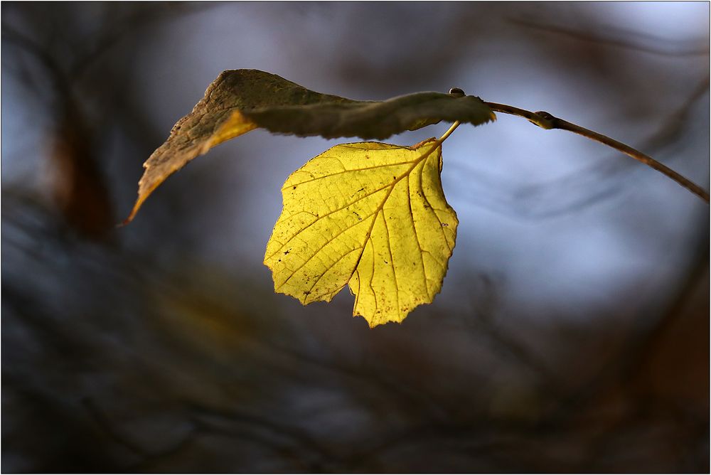 Herbst-Licht... 