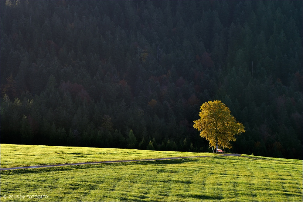 Herbst-Licht