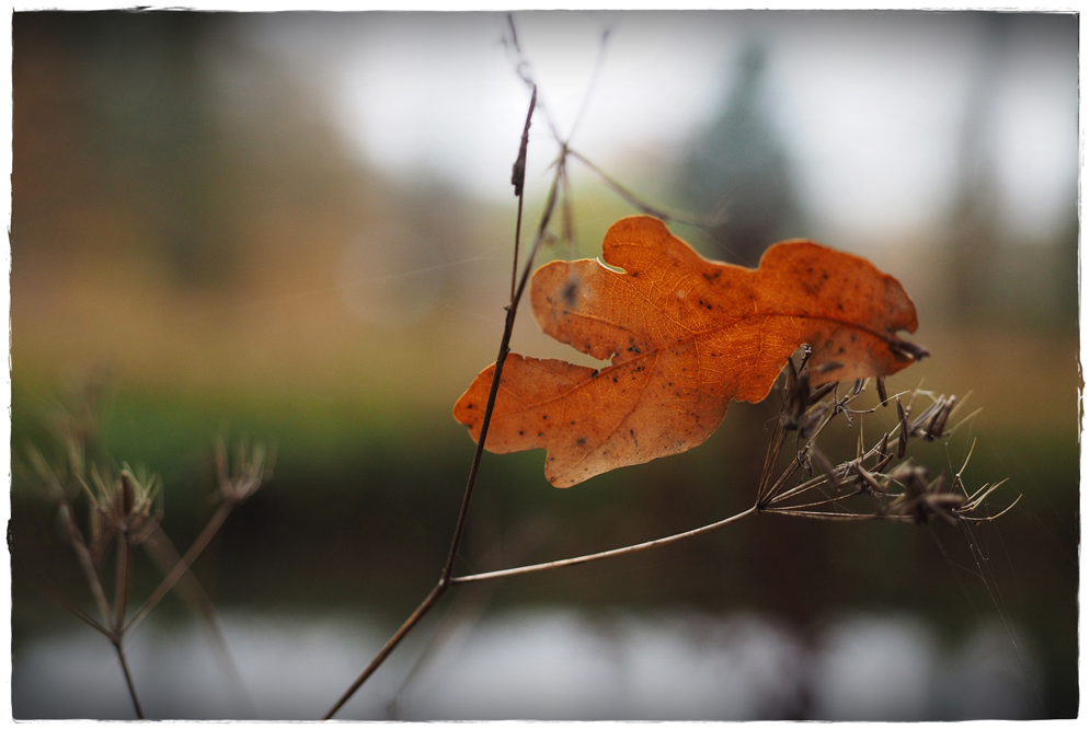 Herbst-Licht