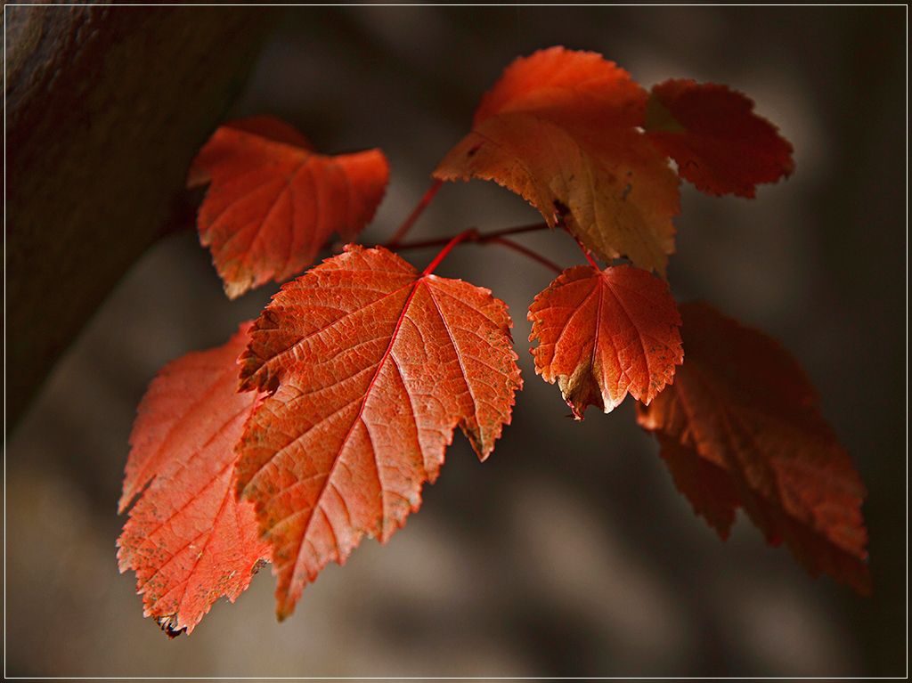 Herbst - Licht 8