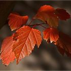 Herbst - Licht 8