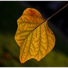 Herbst - Licht 9