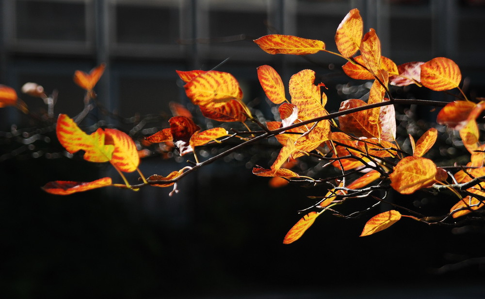 Herbst-Licht