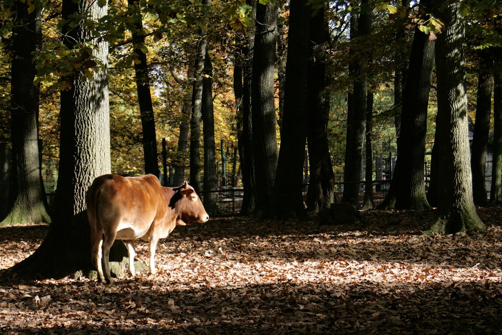 Herbst: Licht