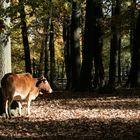 Herbst: Licht