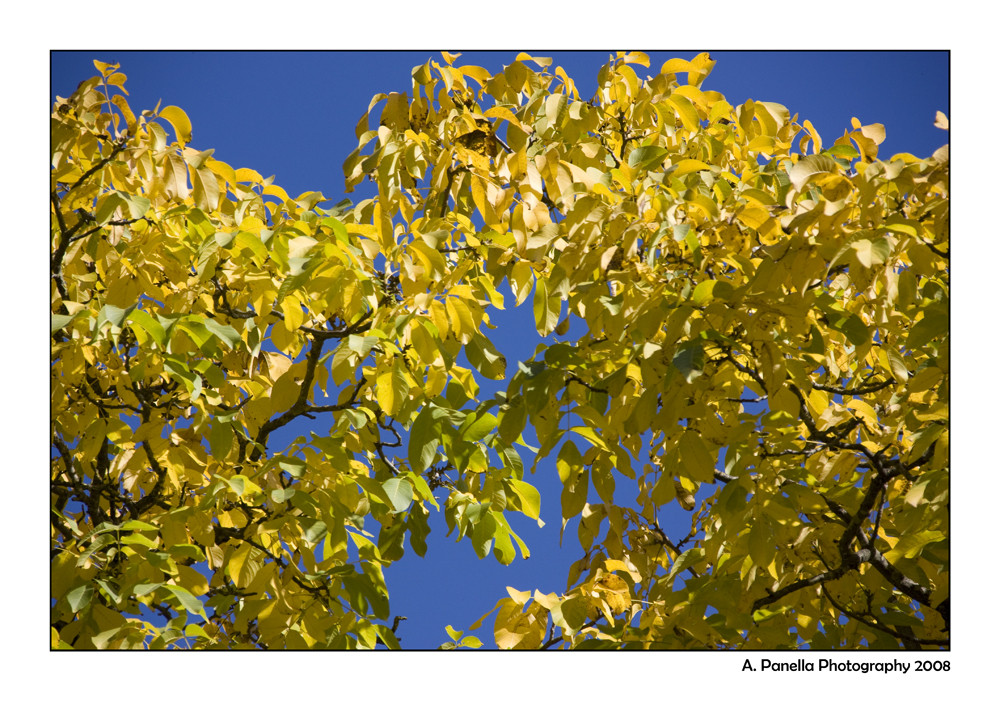 Herbst-LICHT         (cela lumière de l'automne)