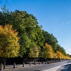 Herbst Licht "Contre Jour" Dublin.