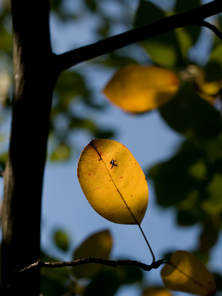 Herbst-Licht