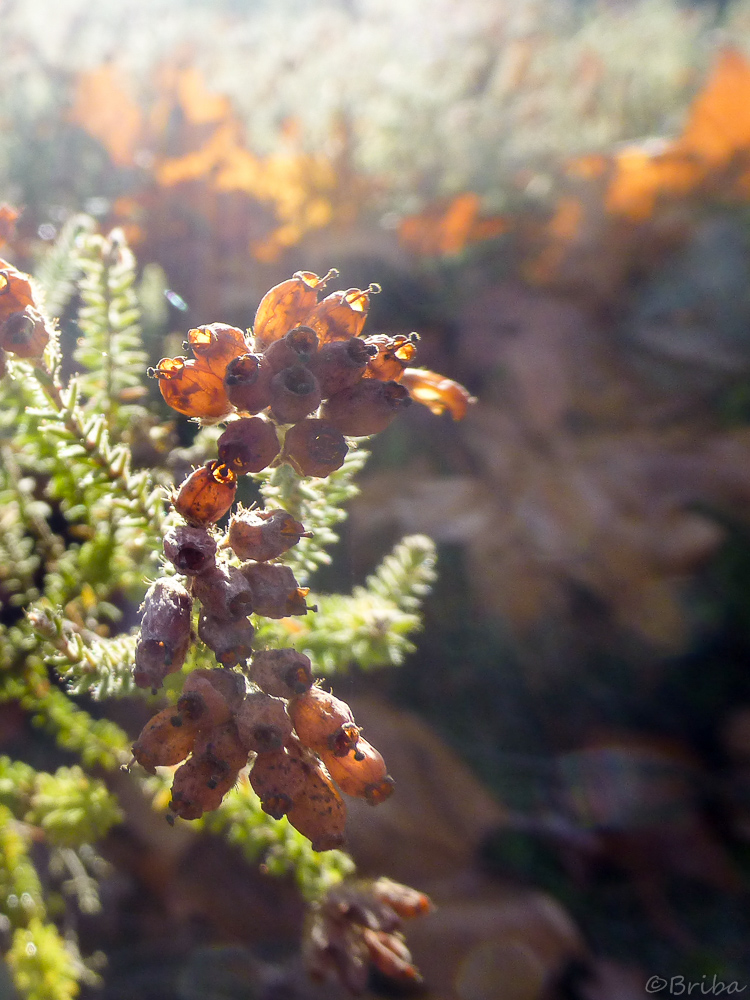 herbst, licht