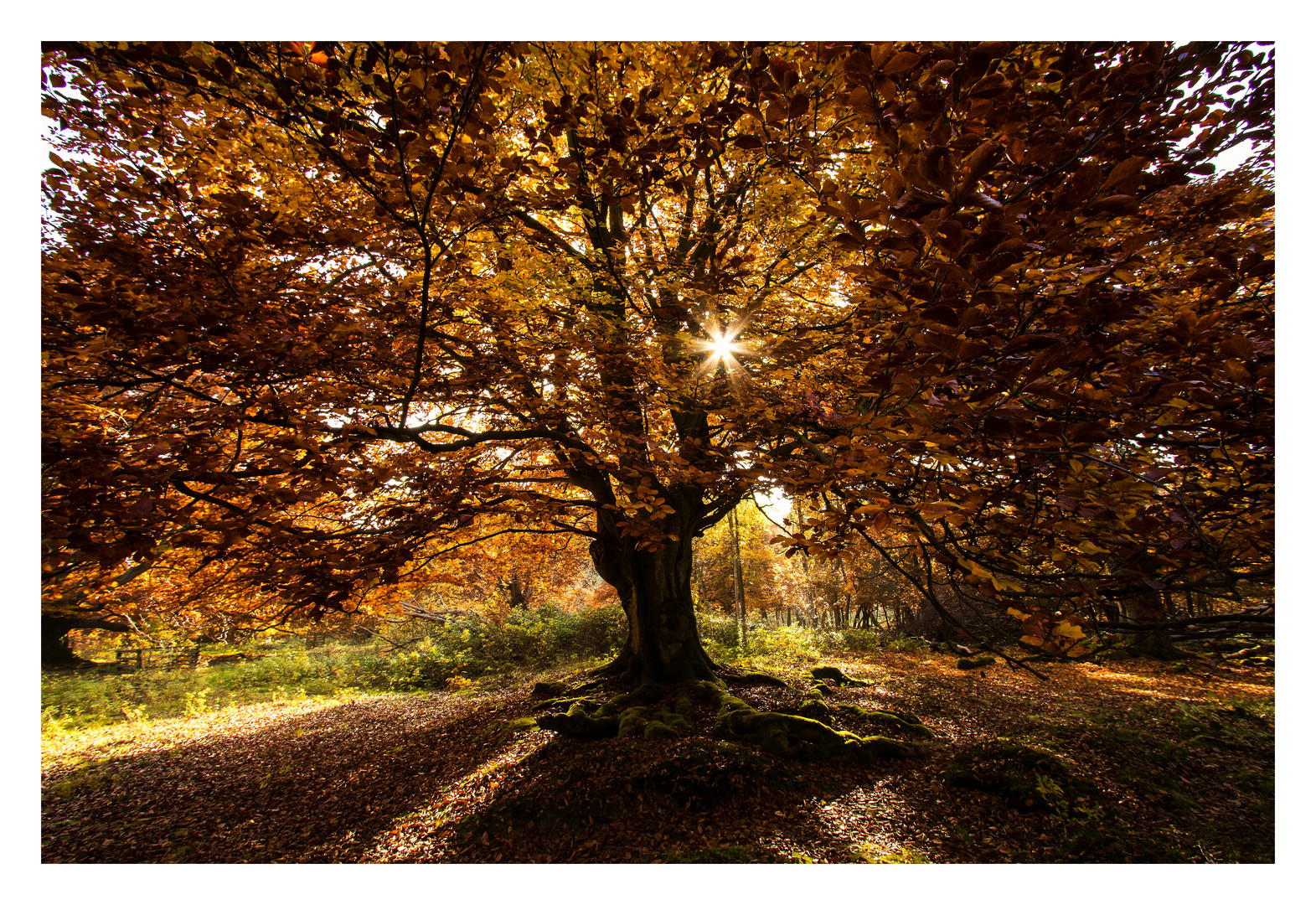 Herbst - Licht & Farben