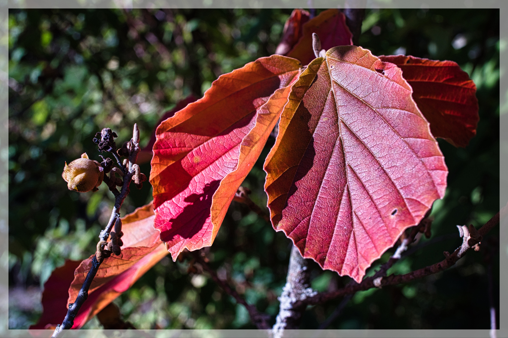 Herbst - Licht III ......