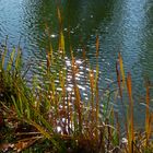 Herbst-Licht im Park