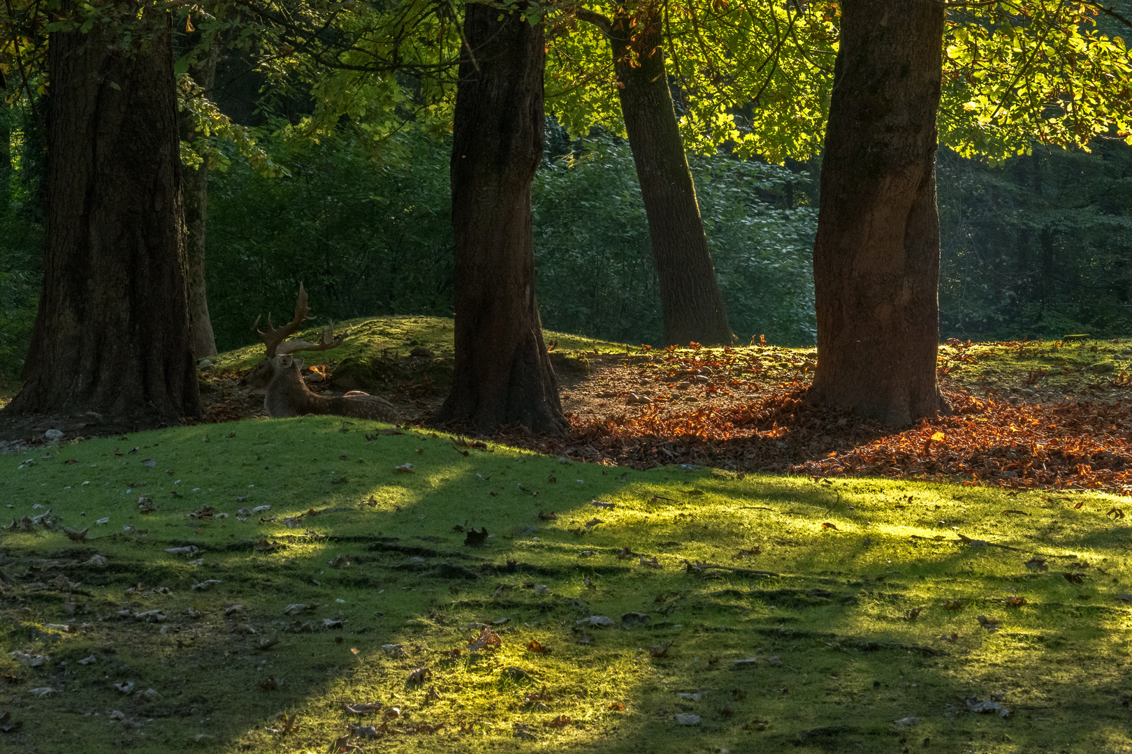 Herbst - Lichtstimmung