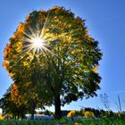 Herbst-Lichtung