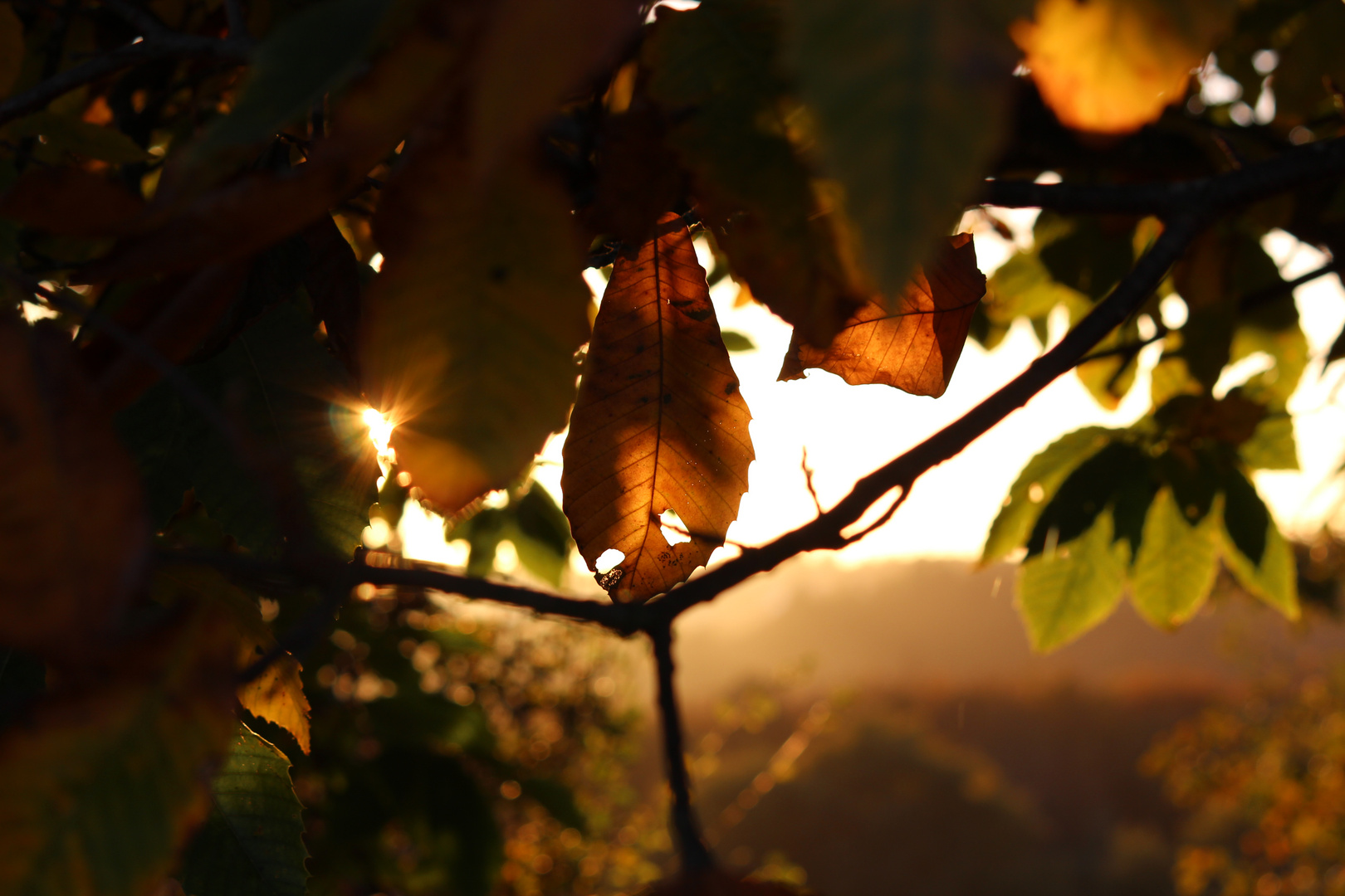 Herbst Liebe