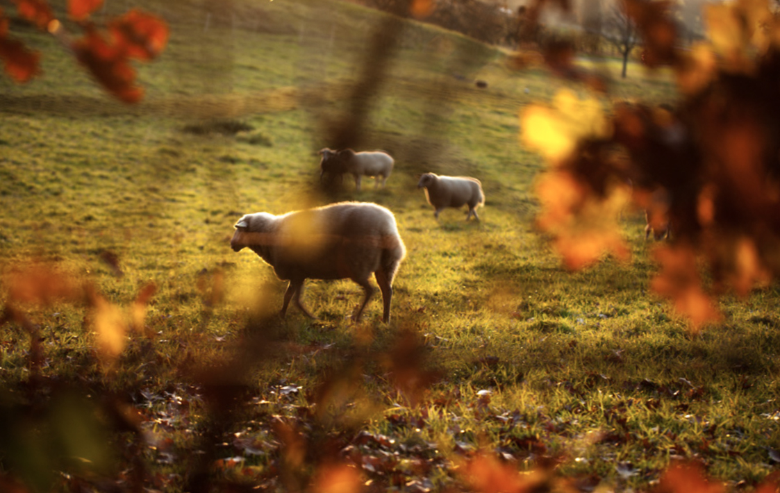 Herbst Liebe