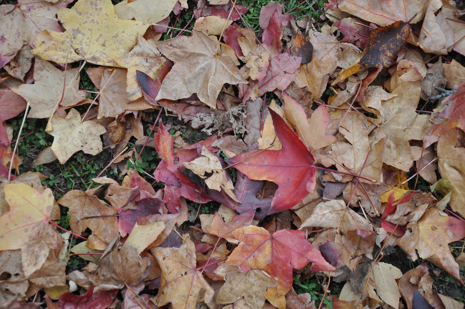 Herbst liegt am Boden