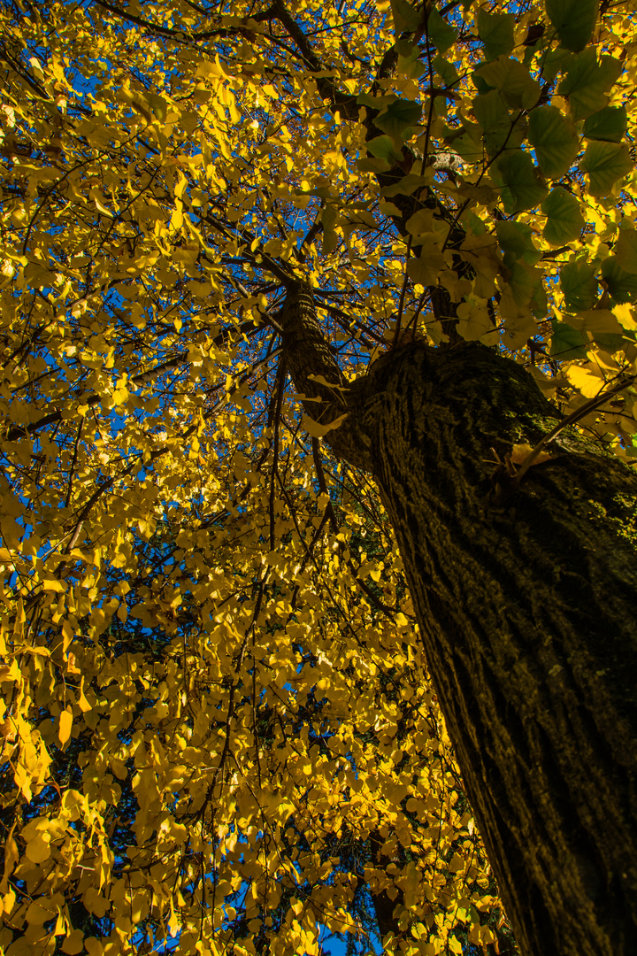 Herbst-Linde