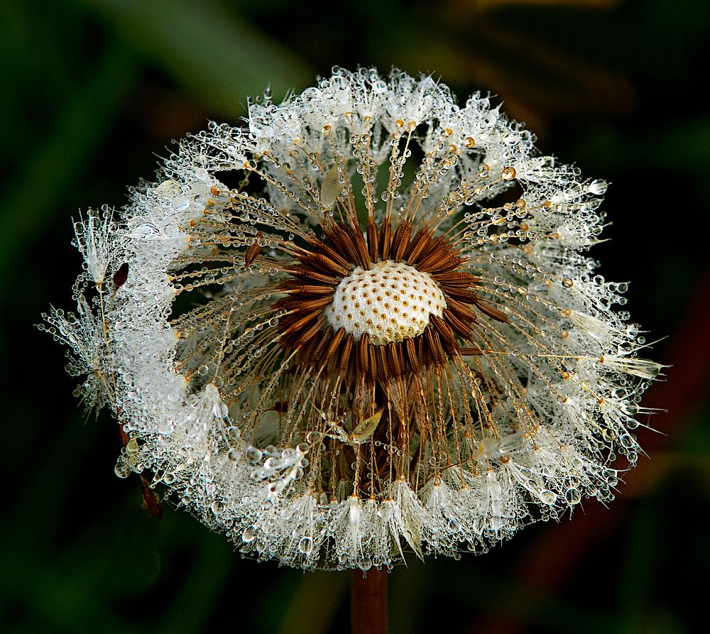 Herbst-Löwe