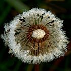 Herbst-Löwe