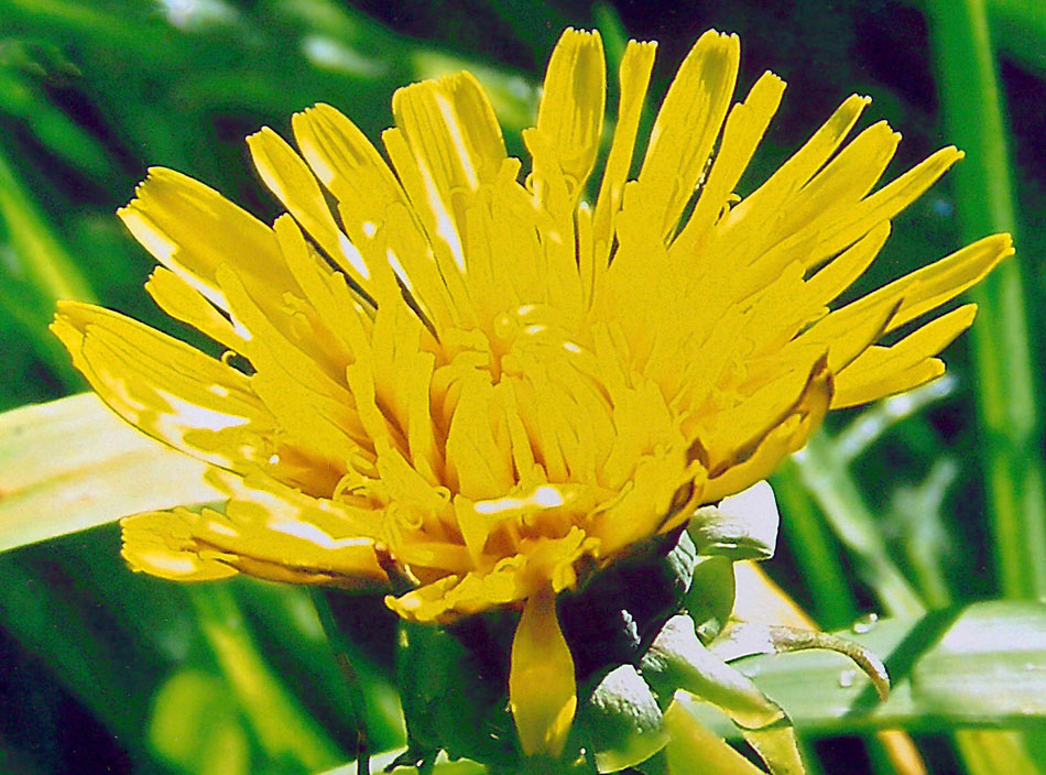 HerbstLöwenzahn Foto & Bild pflanzen, pilze & flechten, blüten