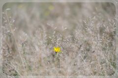 Herbst- Löwenzahn