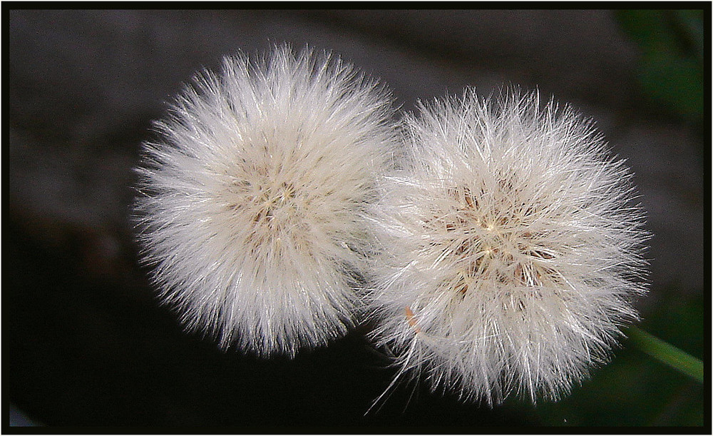 Herbst-Löwenzahn (Leontodon autumnalis)