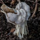 Herbst Lorchel