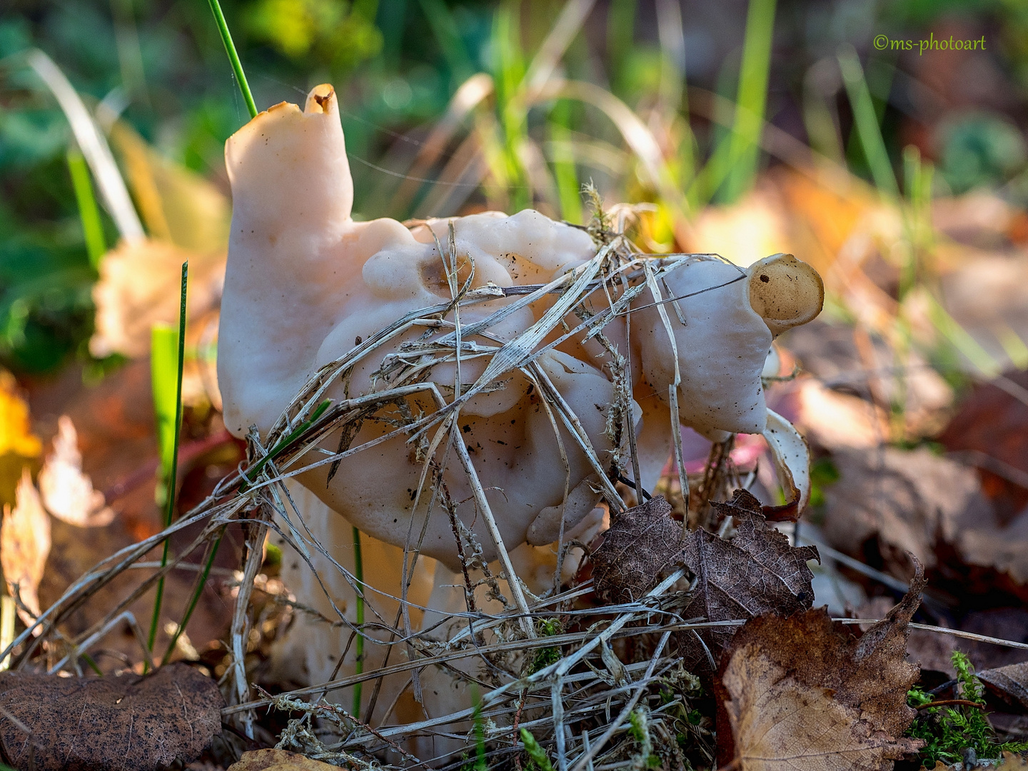 Herbst-Lorchel