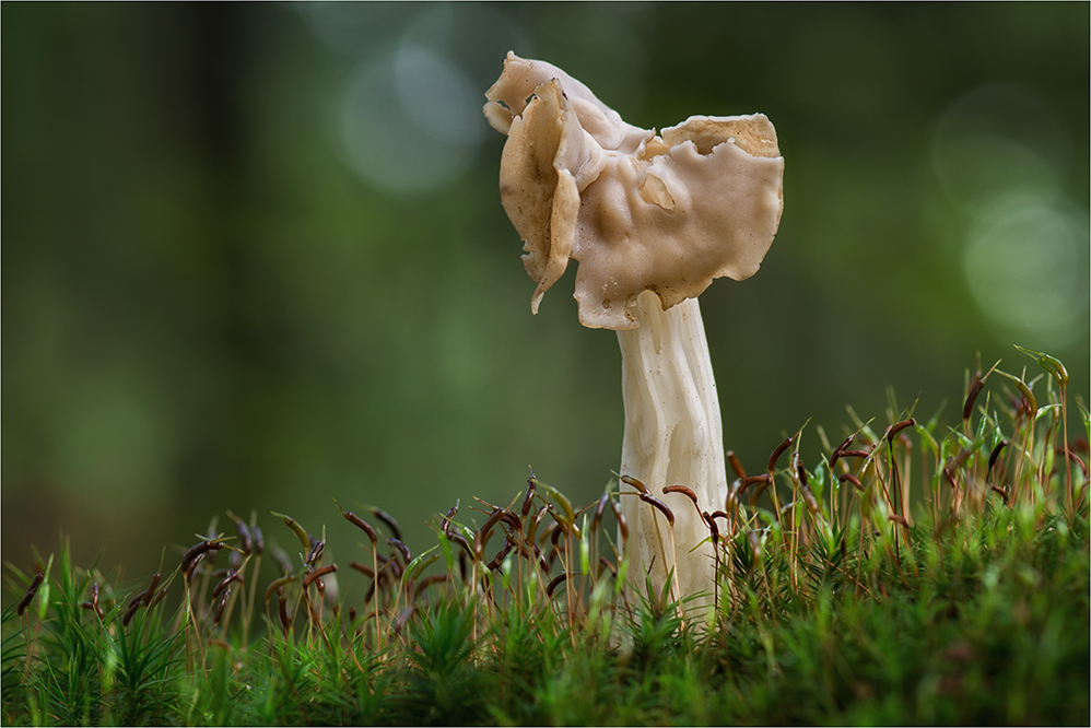 Herbst-Lorchel (Helvella crispa) #3