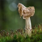 Herbst-Lorchel (Helvella crispa) #3