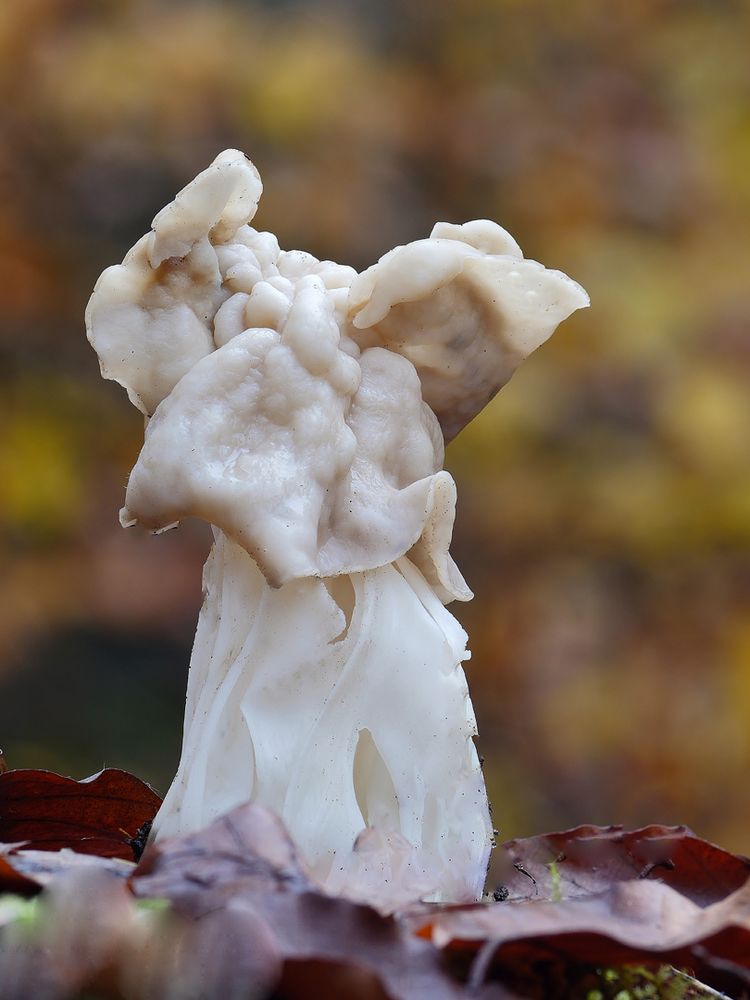 Herbst-Lorchel  (Helvella crispa)