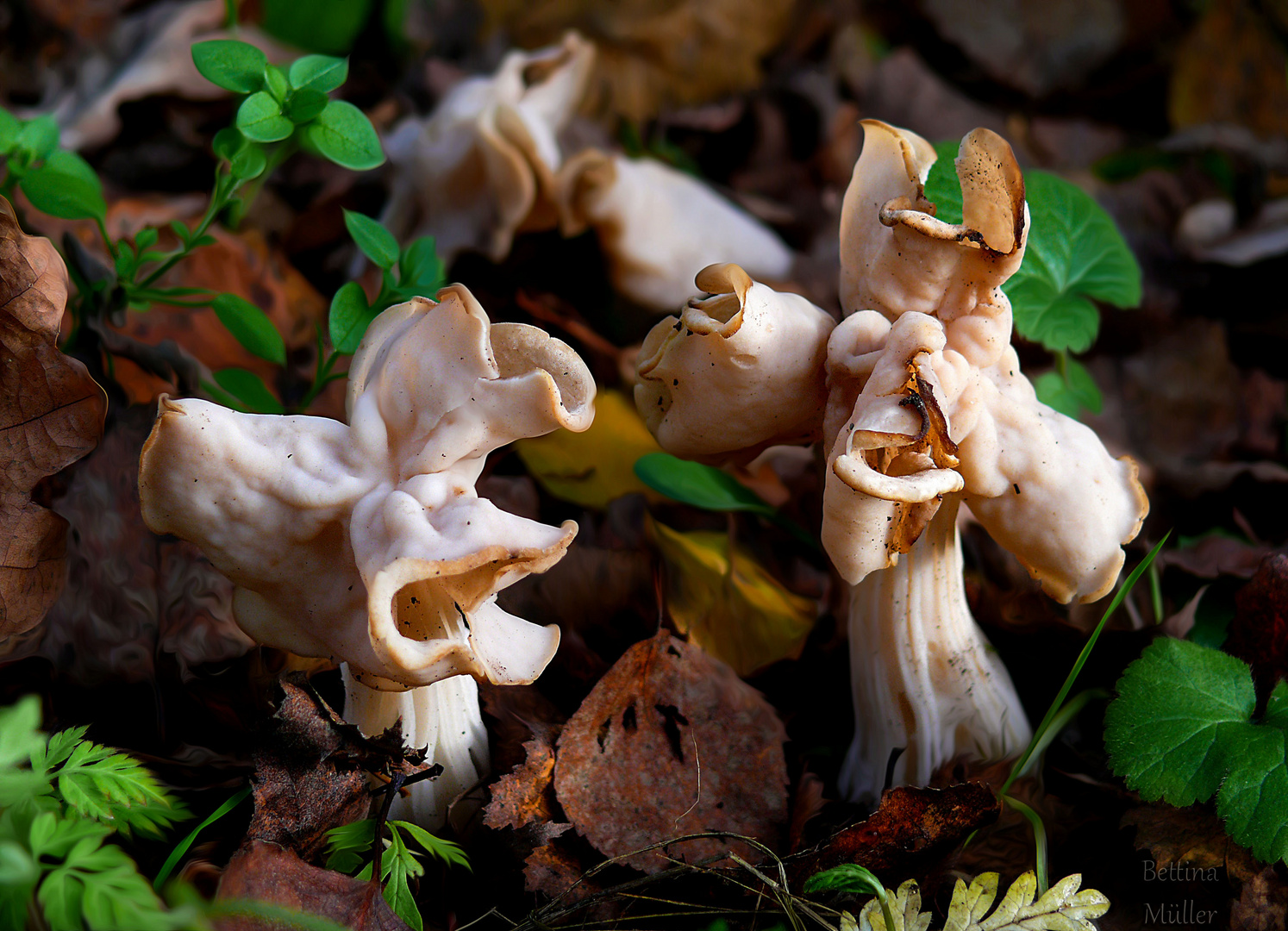 Herbst-Lorchel (Helvella crispa)